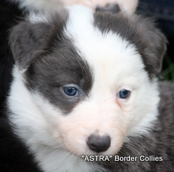 Red Triclour FEMALE border collie puppy